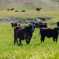 Pritchard Sumner Ranch images 2
