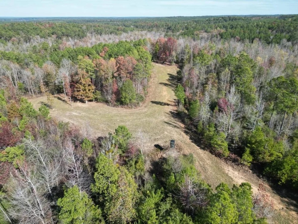 80 Acres Land for Sale Borders National Forest Amite Co MS featured image