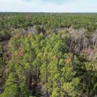 80 Acres Land for Sale Borders National Forest Amite Co MS images 4