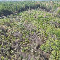80 Acres Land for Sale Borders National Forest Amite Co MS images 5