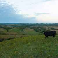 Large Acreage Ozarks Cattle Ranch For Sale images 4