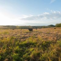 Large Acreage Ozarks Cattle Ranch For Sale images 5