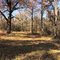 21 Acres in Carroll County in Vaiden MS images 5