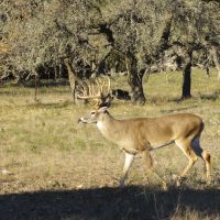450 ACRES ROLLING HILLS IN TEXAS HILL COUNTRY