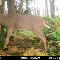 600-Acre Prime Wisconsin Whitetail Hunting Land w/ Cabin