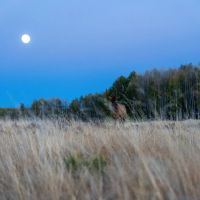 Cowboy Heaven images 2