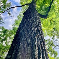 112 Acre Multi-Use Recreational Tract for Sale Lyon County images 4