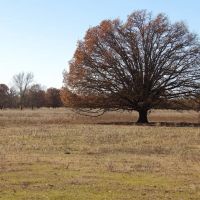 240 ACRES DUAL RANCH AND RECREATIONAL WEST images 4