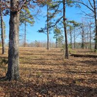 Van Buren County - 10 acres images 5