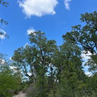 409 Acres Cedar Ridge Road T-3 images 5