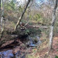 40 Acres w Creek images 5