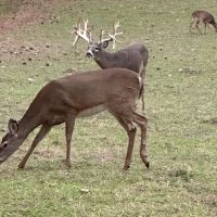 Turn Key Hunting Preserve With Newly Build Lodge images 2