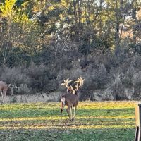 Turn Key Hunting Preserve With Newly Build Lodge images 4