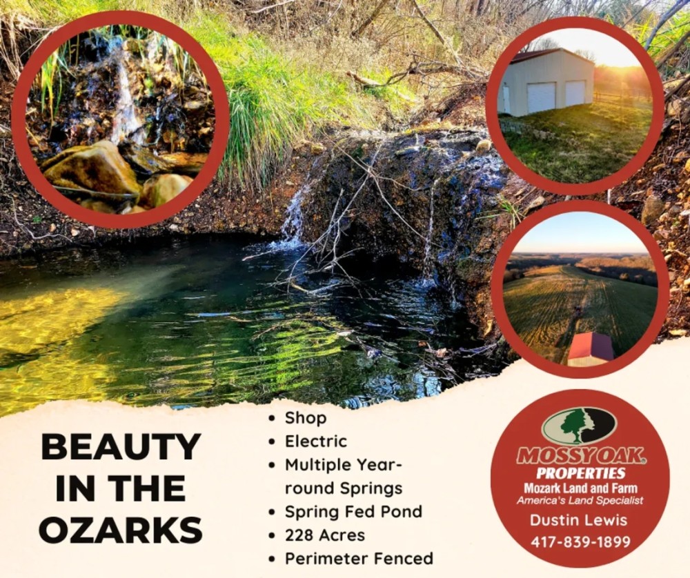 Beauty in the Ozarks featured image