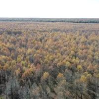451 Acres in Madison Parish in Tallulah LA images 2