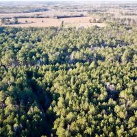 18.5 acres of Timber Land For Sale in Suffolk County VA images 3