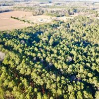 18.5 acres of Timber Land For Sale in Suffolk County VA images 5