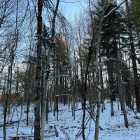 12 acres Hunting Land with Small Cabin Russell NY images 3