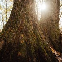 755 Acres in Leflore County MS images 2