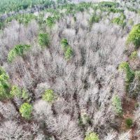 12.59 acres of Hunting and Timber Land For Sale in Warren County NC images 3