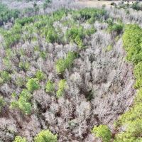 12.59 acres of Hunting and Timber Land For Sale in Warren County NC images 5