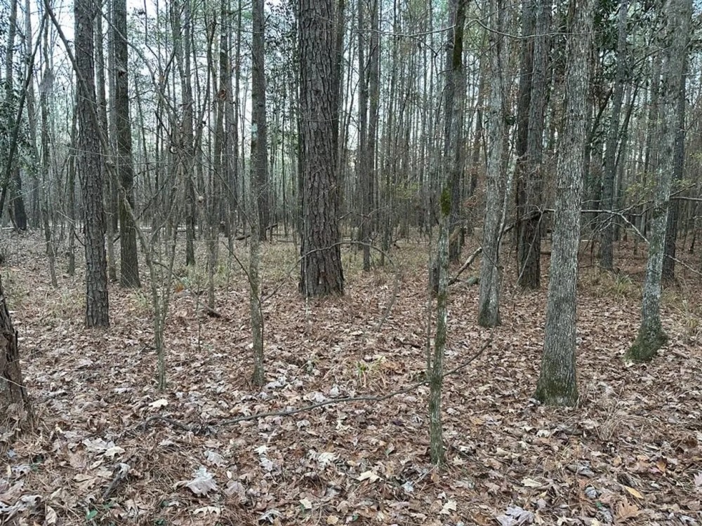 18 Acres of Timberland for sale in Jasper County featured image