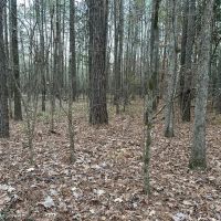 18 Acres of Timberland for sale in Jasper County