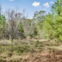 Recreational Hunting Land For Sale in South Amite County MS images 2