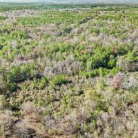 Recreational Hunting Land For Sale in South Amite County MS images 5