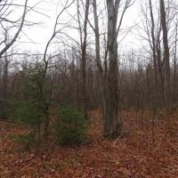 Country Lot w Pond 50130159