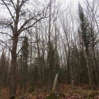 Country Lot w Pond 50130159 images 3