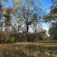 200 - Acres Hunting and TImberland for sale in Clarks LA images 4