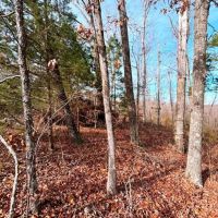 Excellent Hunting Tract on Coffee Land Road in Hardin County Tennessee images 2