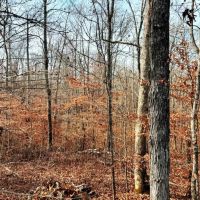Excellent Hunting Tract on Coffee Land Road in Hardin County Tennessee images 5