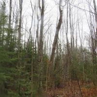 60 Acre Wooded Parcel 50129789 images 3