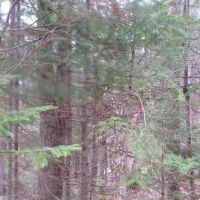 60 Acre Wooded Parcel 50129789 images 4