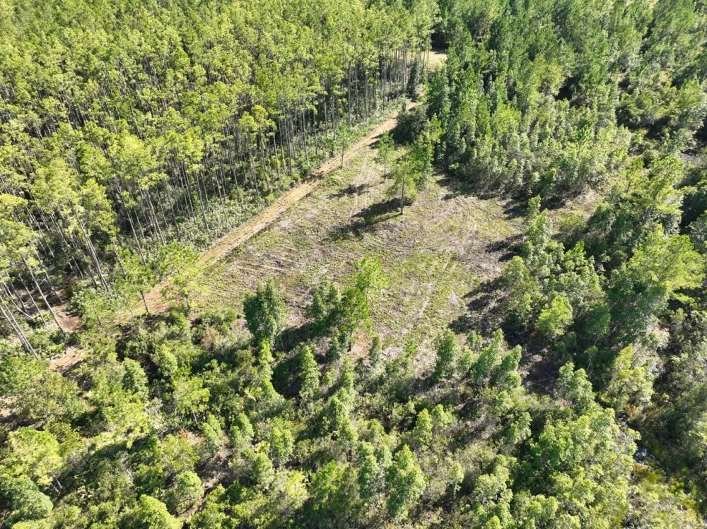 150 Ac Recreational Land for Sale in Camden County GA Hunting Land