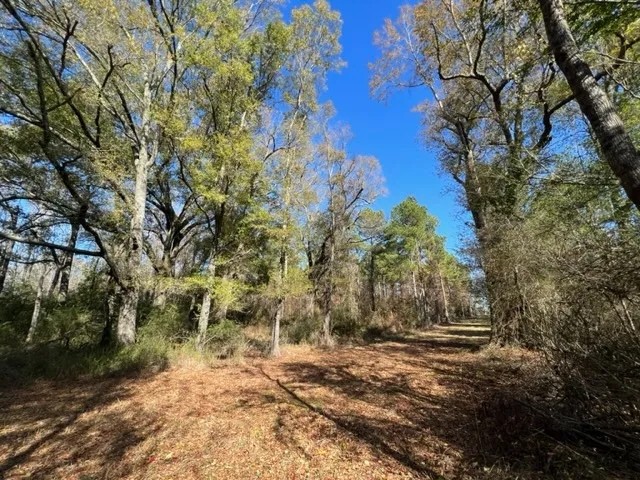43.28 Acres of Towering Timbers Dinan Salem Road Tylertown MS featured image