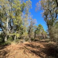 43.28 Acres of Towering Timbers Dinan Salem Road Tylertown MS