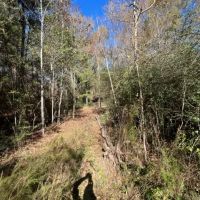 43.28 Acres of Towering Timbers Dinan Salem Road Tylertown MS images 2