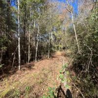 43.28 Acres of Towering Timbers Dinan Salem Road Tylertown MS images 3
