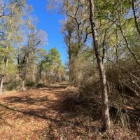 43.28 Acres of Towering Timbers Dinan Salem Road Tylertown MS images 4