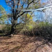 43.28 Acres of Towering Timbers Dinan Salem Road Tylertown MS images 5
