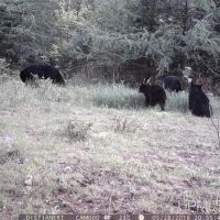 Camp w Acreage River Frontage 50130231 images 3