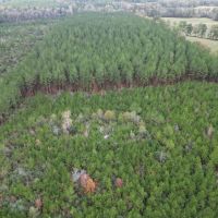 Fantastic Homesite Recreational Hunting Tract in SW MS images 4