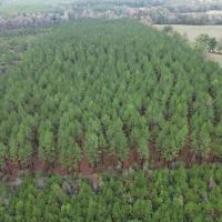 Fantastic Homesite Recreational Hunting Tract in SW MS images 5