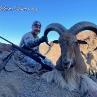 Aoudad