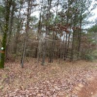 Posey Webb Camp Road - Tract B LaSalle Parish 63.59 Acres -