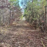 40 Acres Hunting Tract with Mixed Hardwood Located in LaSalle Parish