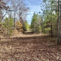 40 Acres Hunting Tract with Mixed Hardwood Located in LaSalle Parish images 2